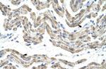 SFRS10 Antibody in Immunohistochemistry (Paraffin) (IHC (P))