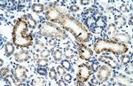 ZRSR2 Antibody in Immunohistochemistry (Paraffin) (IHC (P))