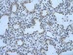 RBM8A Antibody in Immunohistochemistry (Paraffin) (IHC (P))