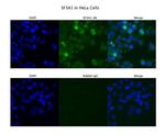 SF3A1 Antibody in Immunocytochemistry (ICC/IF)