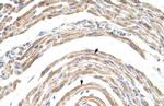 CPSF6 Antibody in Immunohistochemistry (Paraffin) (IHC (P))