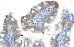 GTPBP9 Antibody in Immunohistochemistry (Paraffin) (IHC (P))