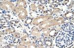 EXOSC7 Antibody in Immunohistochemistry (Paraffin) (IHC (P))