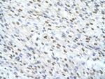 MATR3 Antibody in Immunohistochemistry (Paraffin) (IHC (P))