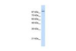 MATR3 Antibody in Western Blot (WB)