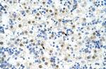 DAZAP1 Antibody in Immunohistochemistry (Paraffin) (IHC (P))