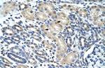 eIF4H Antibody in Immunohistochemistry (Paraffin) (IHC (P))