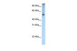 EIF2A Antibody in Western Blot (WB)