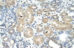 RAVER1 Antibody in Immunohistochemistry (Paraffin) (IHC (P))