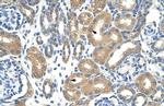 APOBEC3D Antibody in Immunohistochemistry (Paraffin) (IHC (P))