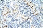 DAZAP1 Antibody in Immunohistochemistry (Paraffin) (IHC (P))