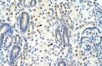 SF1 Antibody in Immunohistochemistry (Paraffin) (IHC (P))