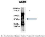 WDR5 Antibody in Immunoprecipitation (IP)