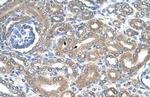 NKCC2 Antibody in Immunohistochemistry (Paraffin) (IHC (P))