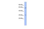 HRG Antibody in Western Blot (WB)