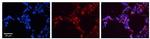 SFTPB Antibody in Immunohistochemistry (Paraffin) (IHC (P))