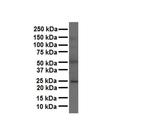 Folate Receptor alpha Antibody in Western Blot (WB)