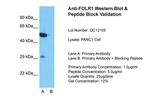 Folate Receptor alpha Antibody in Western Blot (WB)