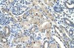 PRPS2 Antibody in Immunohistochemistry (Paraffin) (IHC (P))