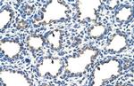 EMP2 Antibody in Immunohistochemistry (Paraffin) (IHC (P))