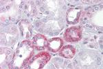 Klotho Antibody in Immunohistochemistry (IHC)