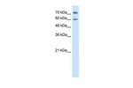 PRODH2 Antibody in Western Blot (WB)