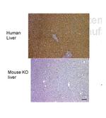 FAH Antibody in Immunohistochemistry (IHC)