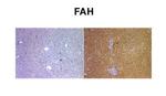 FAH Antibody in Immunohistochemistry (Paraffin) (IHC (P))