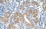 FAH Antibody in Immunohistochemistry (Paraffin) (IHC (P))