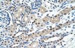 IGSF1 Antibody in Immunohistochemistry (Paraffin) (IHC (P))