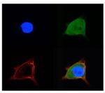 SLC2A5 Antibody in Immunocytochemistry (ICC/IF)