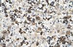 HBZ Antibody in Immunohistochemistry (Paraffin) (IHC (P))