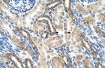 PSG1 Antibody in Immunohistochemistry (Paraffin) (IHC (P))