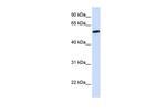 NELF Antibody in Western Blot (WB)