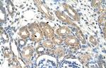 BSDC1 Antibody in Immunohistochemistry (IHC)