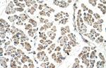 EGFL8 Antibody in Immunohistochemistry (IHC)