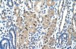 Granzyme H Antibody in Immunohistochemistry (IHC)