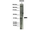 GNAS Antibody in Western Blot (WB)