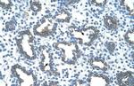 GNAS Antibody in Immunohistochemistry (Paraffin) (IHC (P))