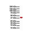 GNAS Antibody in Western Blot (WB)