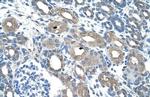 Viperin Antibody in Immunohistochemistry (IHC)