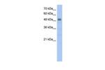 Viperin Antibody in Western Blot (WB)