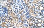 SLC22A7 Antibody in Immunohistochemistry (IHC)