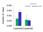 HDAC9 Antibody in ChIP Assay (CHIP)