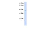 GTPBP10 Antibody in Western Blot (WB)