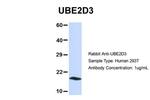 UBE2D3 Antibody in Western Blot (WB)