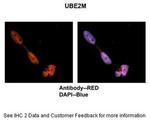 UBE2M Antibody in Immunohistochemistry (IHC)