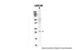 UBE2M Antibody in Western Blot (WB)