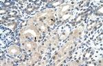 C14orf130 Antibody in Immunohistochemistry (IHC)