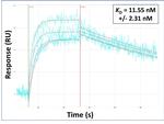 PEMT Antibody in Surface plasmon resonance (SPR)